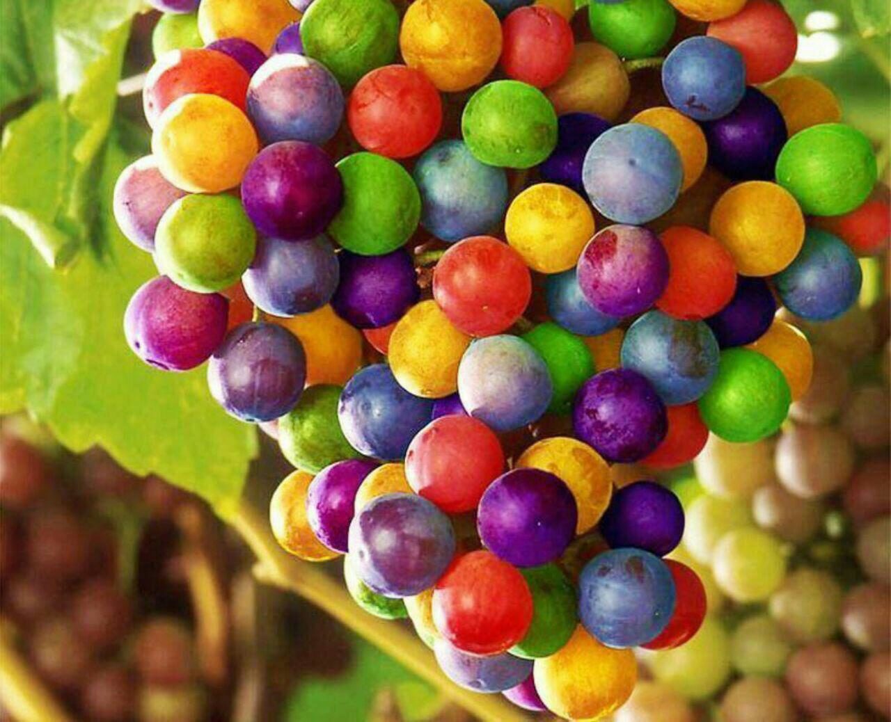انگورهای رنگارنگی که فتوشاپ نیستند! (عکس)