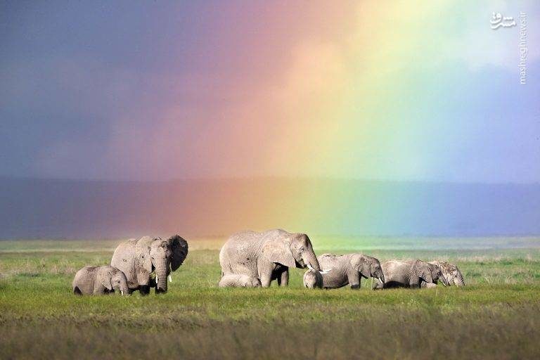 عبور فیل‌ها از رنگین کمان (+عکس)