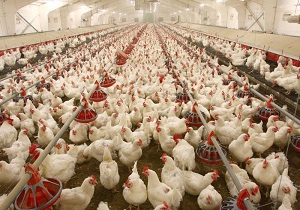 سهم یک درصدی ایران در تجارت جهانی مرغ