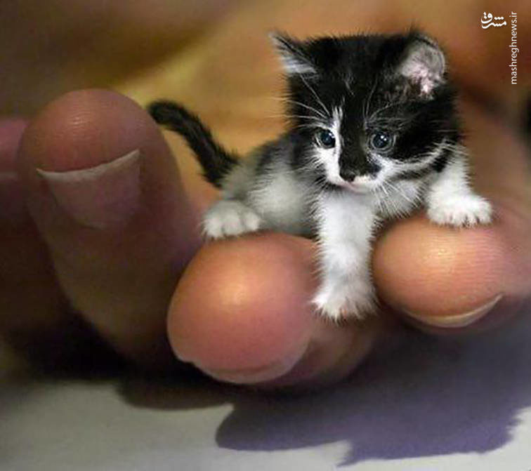 کوچکترین گربه جهان! (+عکس)