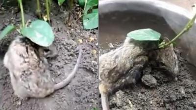گیاهی که روی گردن موش بیچاره ریشه کرد (+عکس)