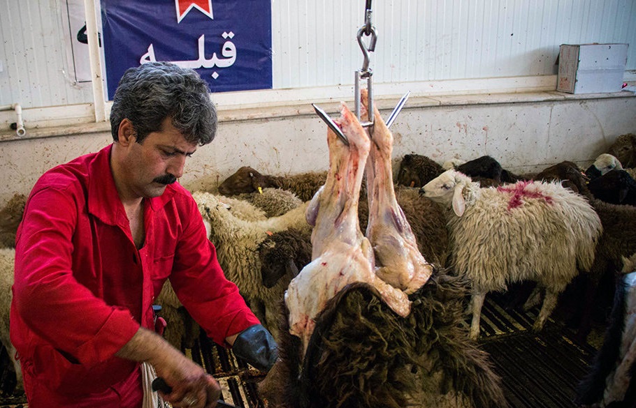 قیمت گوسفند یک روز قبل از عید قربان