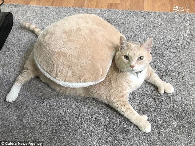 چاق ترین گربه جهان (عکس)