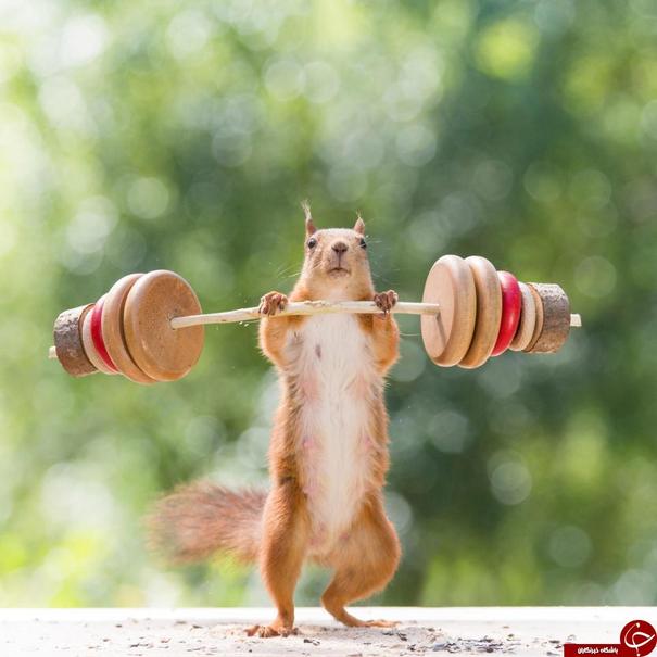 ورزش کردن جالب یک سنجاب (+ عکس)