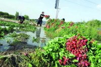 سبزیجات مزارع جنوب تهران با مواد نفتی آبیاری می‌شود