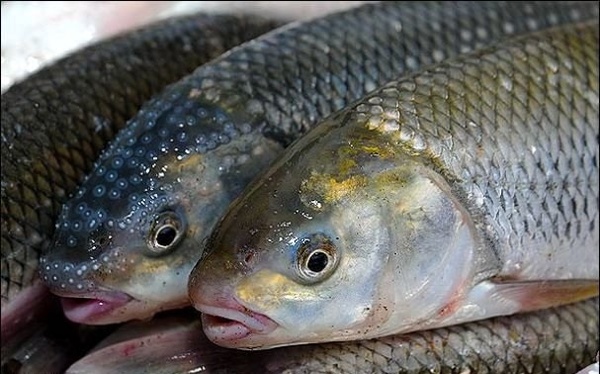 سرانه مصرف ماهی در ایران 10 کیلوگرم