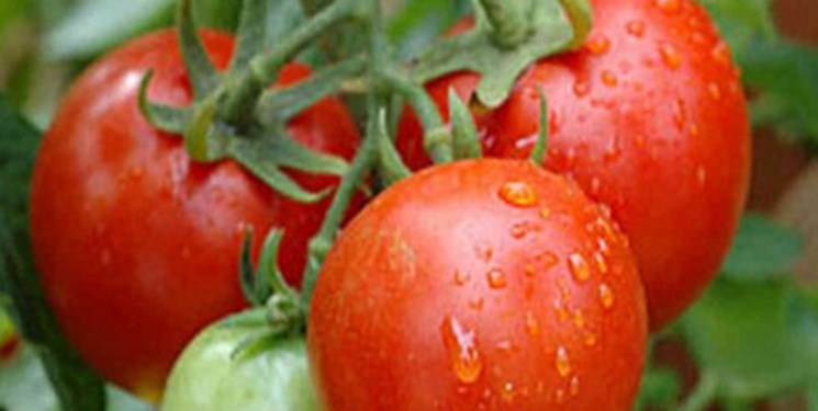 صادرات گوجه‌فرنگی گلخانه‌ای امکان‌پذیر شد