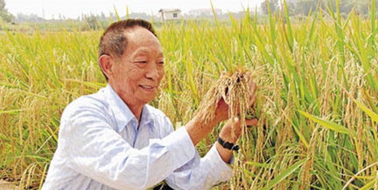 چین برنج 