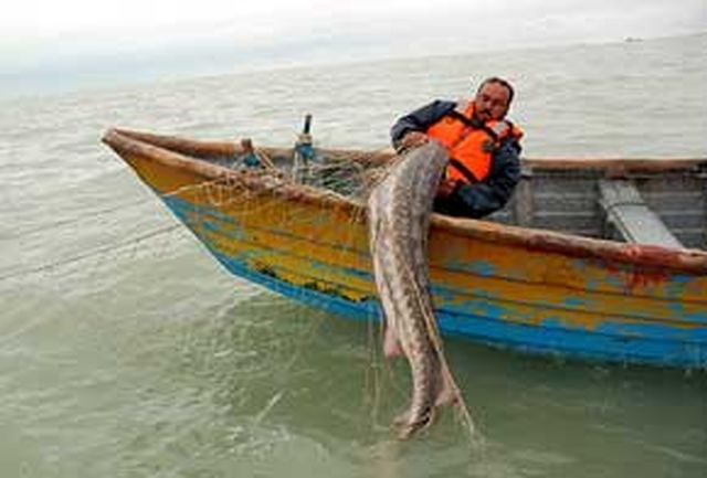 ممنوعیت صید تجاری ماهیان خاویاری در خزر تمدید شد