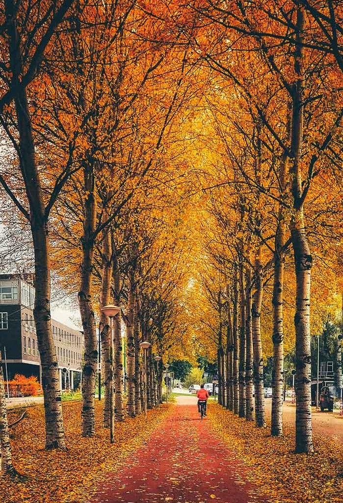 پاییز زیبای شهر گل اروپا؛ آمستردام (+عکس)