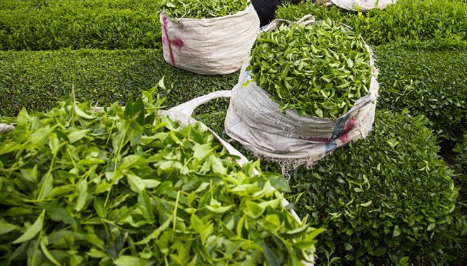 قیمت خرید تضمینی برگ سبز چای 20 درصد افزایش یافت