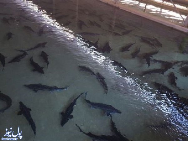 ادامه ممنوعیت صید تجاری ماهیان خاویاری دریای خزر تا آخرسال ۲۰۲۰