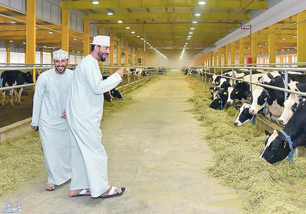 تجربه قطر، از واردات گاو هُلشتاین تا صادرات لبنیات و مواد غذایی