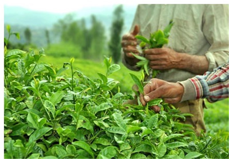 ایران قطب واردات چایی از هند