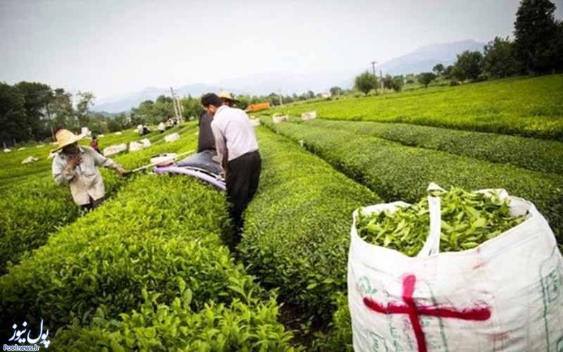 کاهش ۱۰ درصدی قیمت چای در بازار