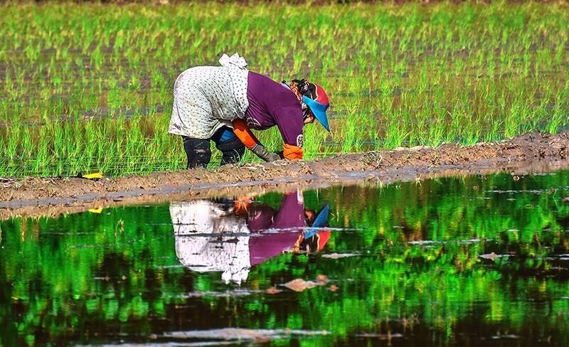تکذیب کمبود برنج توسط وزارت کشاورزی