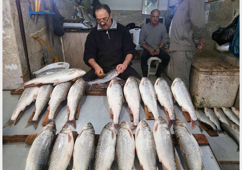 بررسی قیمت ماهی در ۵ سال گذشته