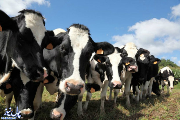 ۴.۷ میلیون راس گاو و گوساله در بهمن‌ماه ثبت شد