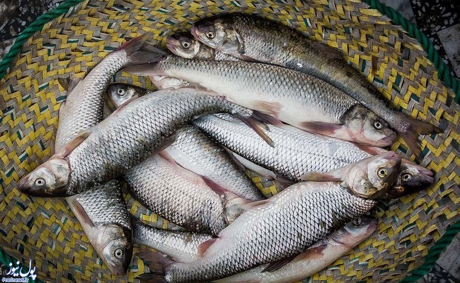 قیمت ماهی قزل‌آلا ۲۰ درصد کاهش یافت