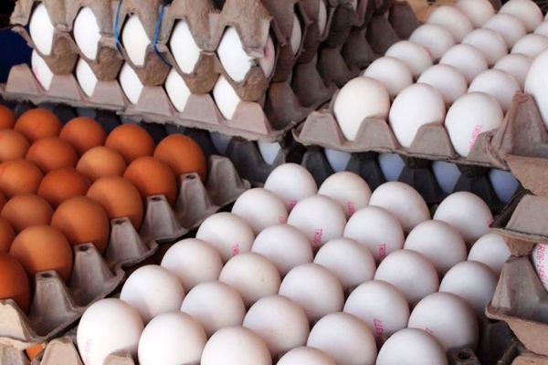 صادرات ۳۳ هزارتنی تخم مرغ