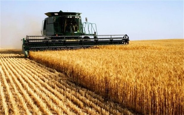 روسیه برترین صادرکننده گندم جهان باقی ماند