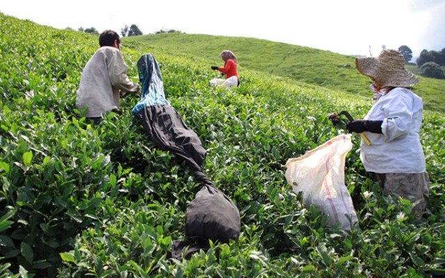 خرید برگ سبز چای به 46 هزار تن رسید