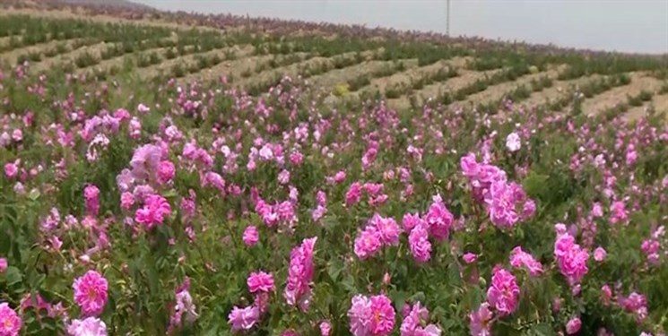 جایگاه نخست ایران در تولید گل محمدی در جهان
