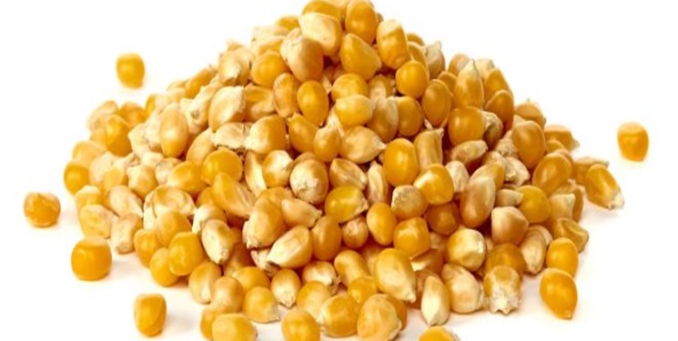 قیمت گندم، ذرت و دانه‌ روغنی در بازار جهانی افزایشی شد