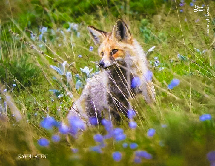 روباه زیبای ایرانی (+عکس)