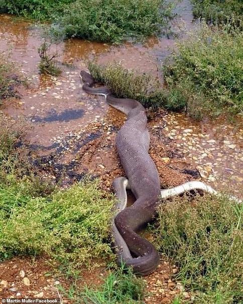 بلعیدن تمساح توسط مار پیتون که هزاران بار دیده شد (+عکس)