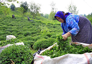 خرید تضمینی برگ سبز چای از 51 هزار تن گذشت
