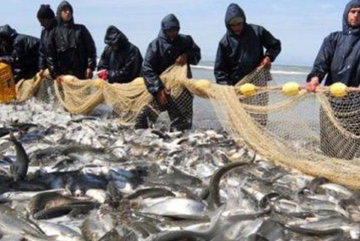 صید 15 هزار و 800 تن صید ماهی استخوان