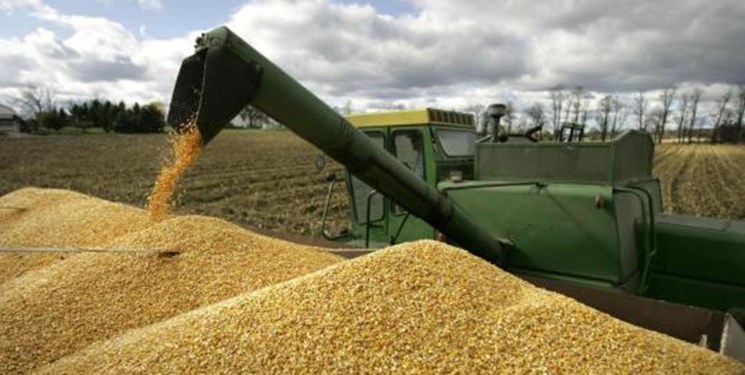 قیمت گندم و ذرت در بازارهای جهانی افزایش یافت