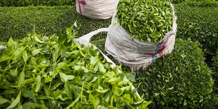صادرات چای هند به ایران 3 برابر شد