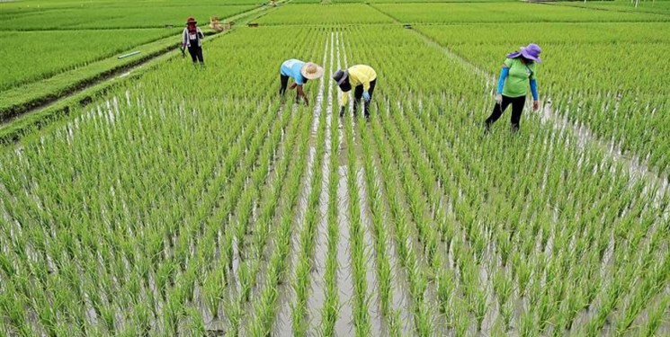 ممنوعیت کشت برنج در استانهای غیرشمالی ابلاغ شد