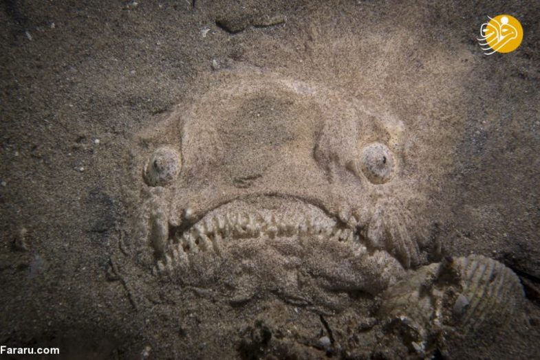 استتار یک ماهی ترسناک (+عکس)