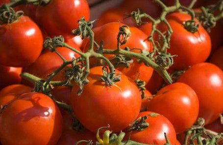 پرداخت 21 میلیارد تومان برای خرید گوجه فرنگی از کشاورزان