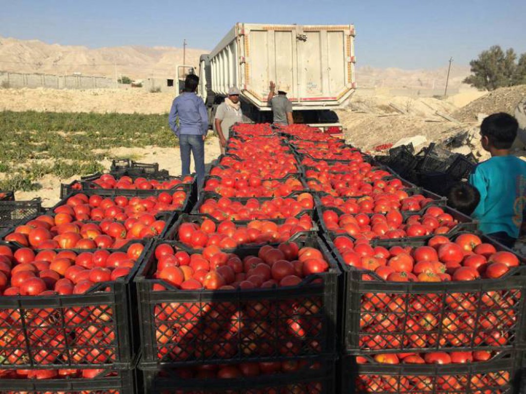 افزایش ۵۵.۵ درصدی قیمت گوجه فرنگی