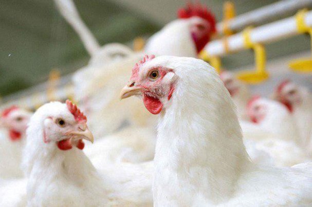خرید بدون محدودیت مرغ مازاد از تولیدکنندگان