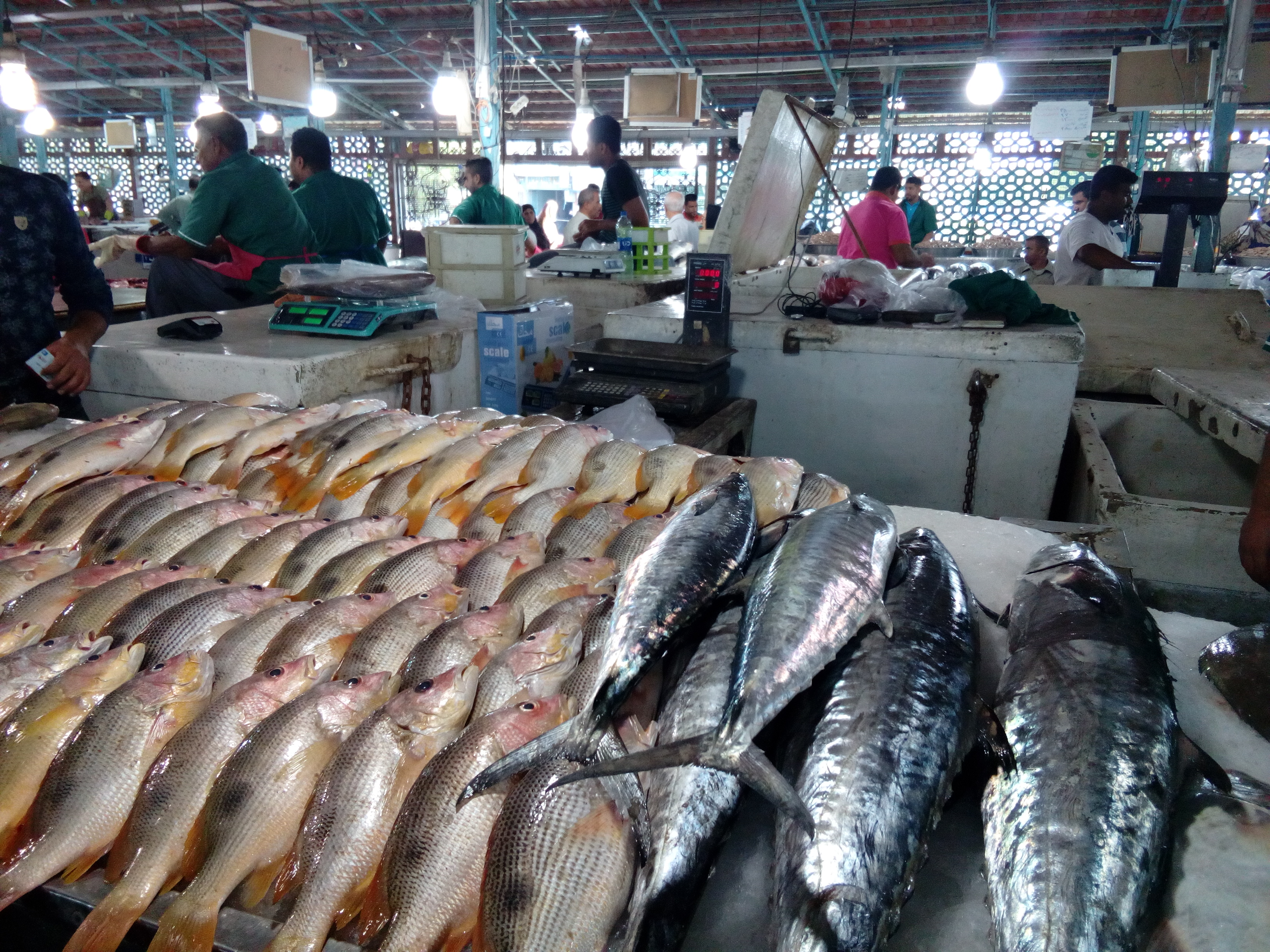 ضعف نظارت در قیمت ماهی