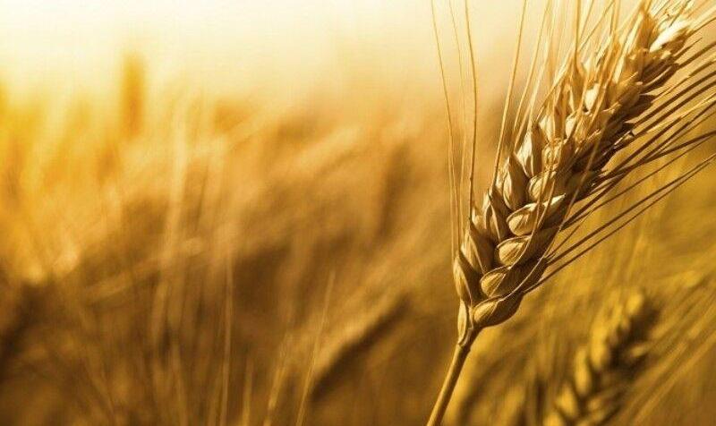 خرید یک میلیون تن گندم از بازارهای جهانی