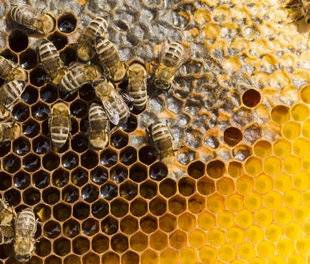 قیمت واقعی هر کیلو عسل ۷۰ هزار تومان