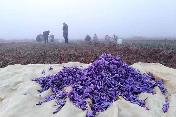 کرونا مانع صادرات زعفران شد