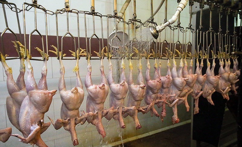 کاهش تعرفه صادرات مرغ
