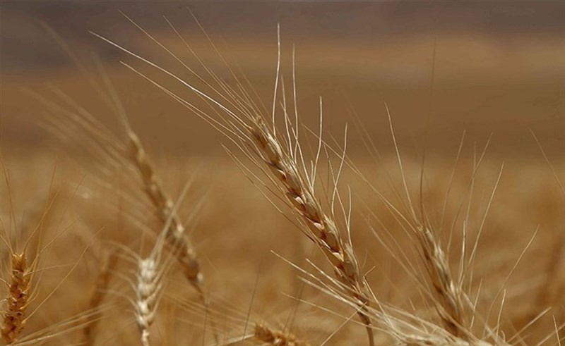 پیش بینی تولید ۱۴ میلیون تن گندم در کشور به دلیل بارندگی های خوب