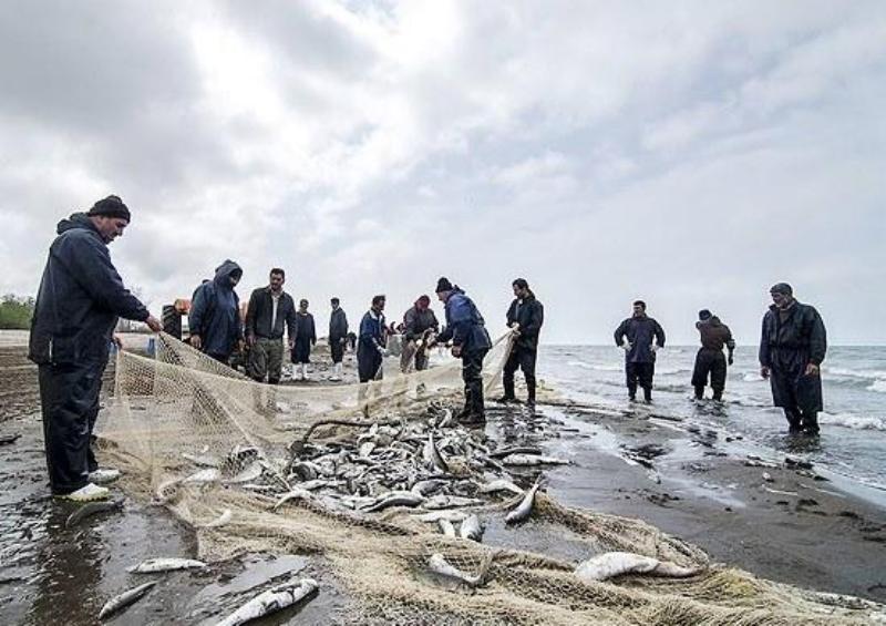 صید ۱۳۱۱ تن ماهی استخوانی از دریای خزر تا پایان آذرماه