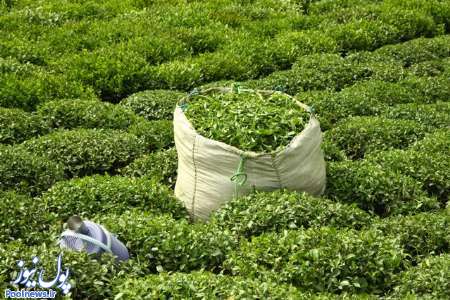 پیش بینی رشد ۱۰ درصدی تولید برگ سبز چای
