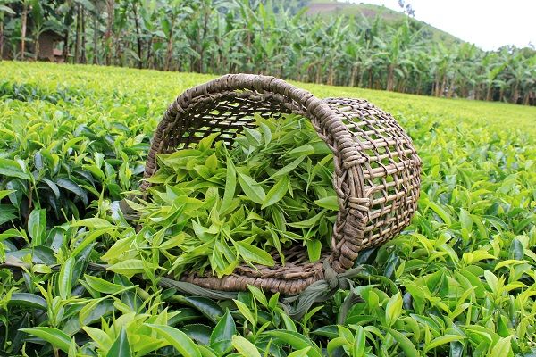 خرید تضمینی برگ سبز چای از چایکاران آغاز شد