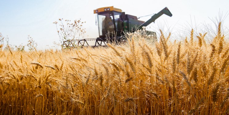 افزایش تولید گندم در هند وعدم توانایی فروش