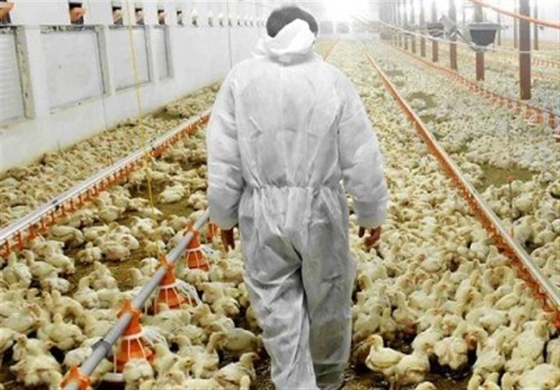 کشاورزان امریکایی مرغ های خود را معدوم میکنند